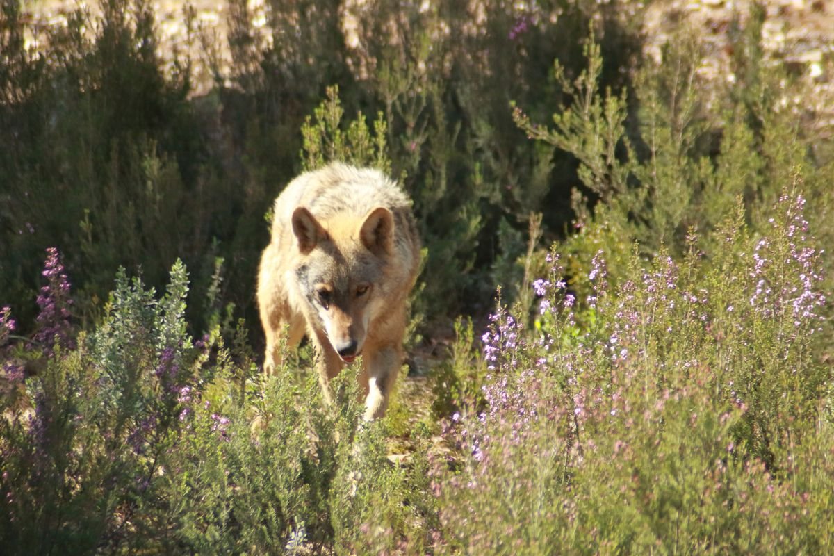 El Lobo